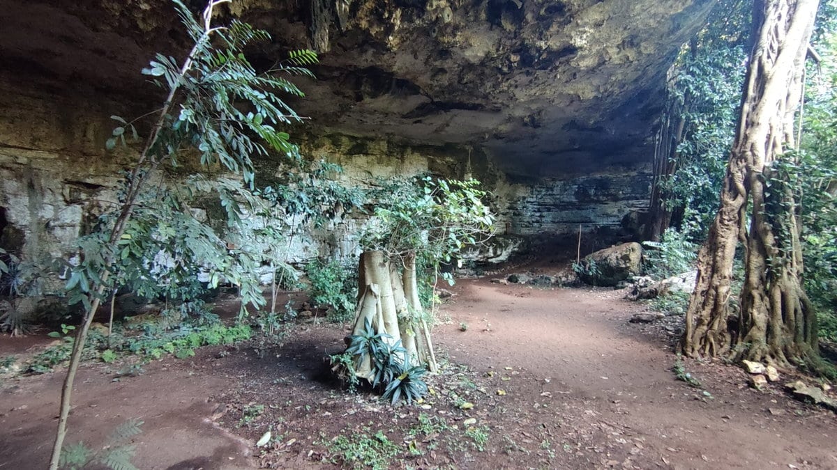 Trockene Cenoten in Mexiko sind artenreiche Biotope für Flora und Fauna