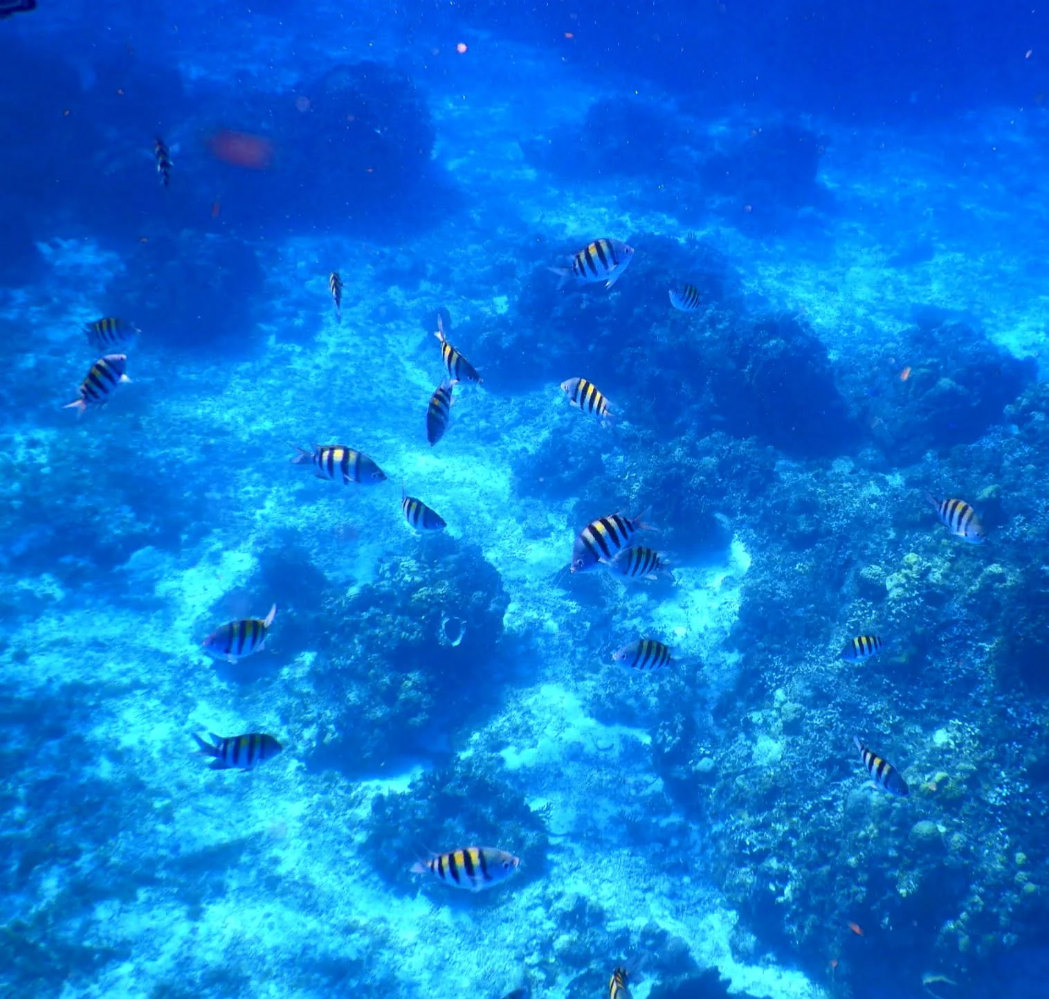 Bunte Fische beim schnorcheln vor Cozumel