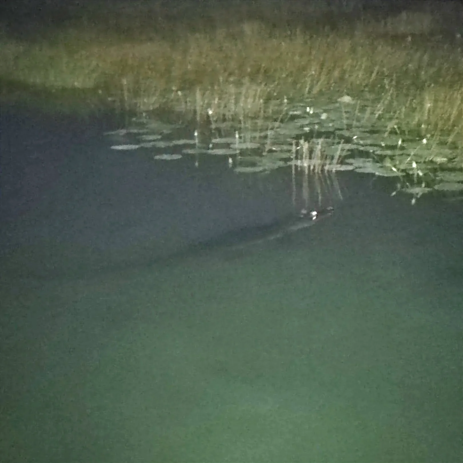 Krokodil-Sichtung in der Lagune von Bacalar