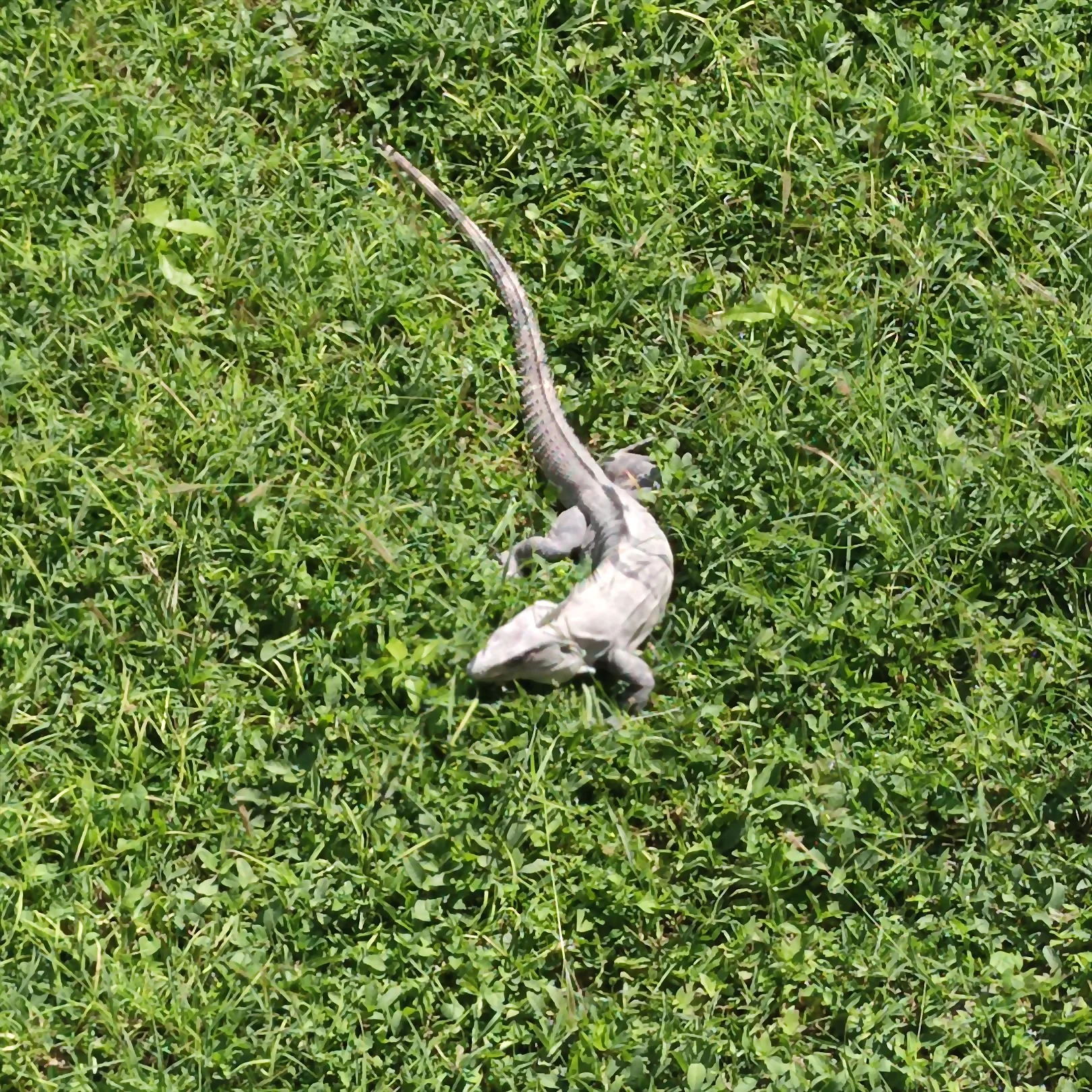 Freilebender Leguan in Bacalar
