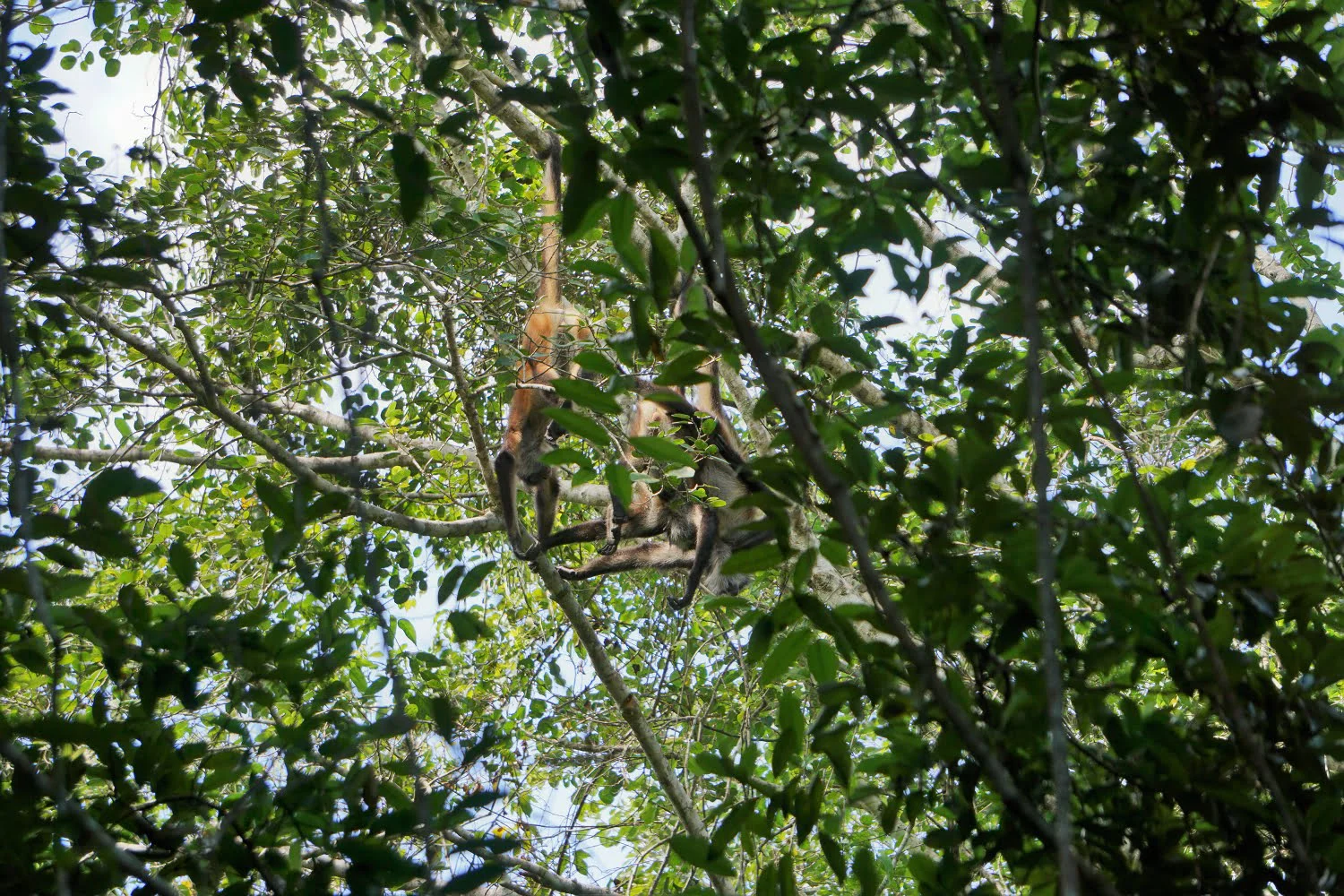 Spinnenaffen in den Bäumen im Dschungel bei Calakmul