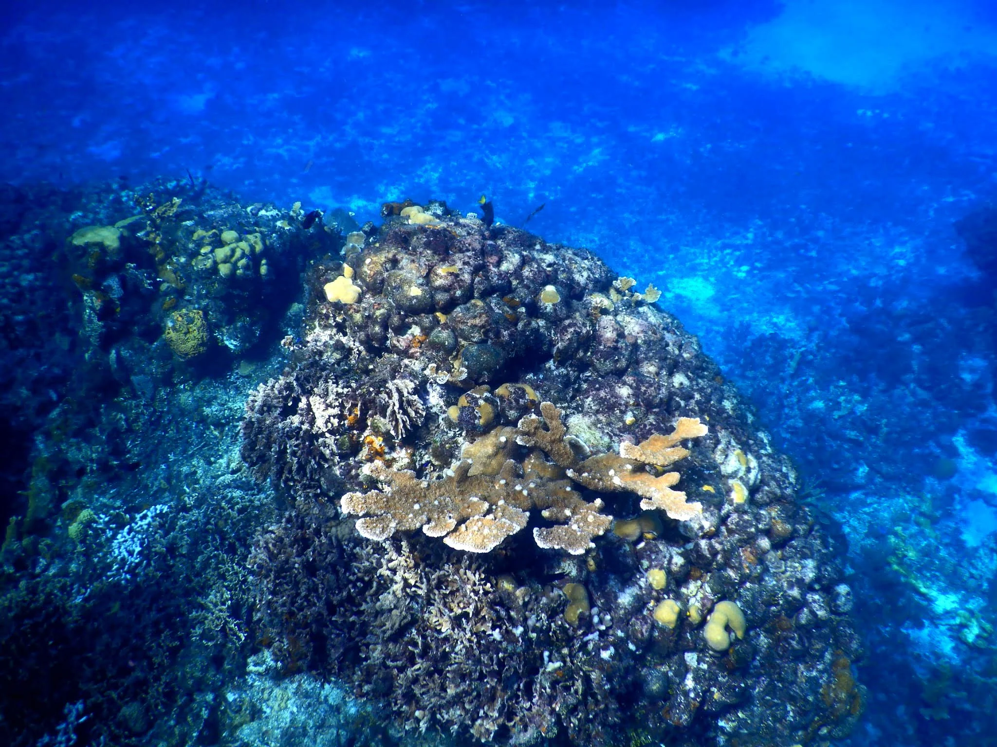 Korallen Schnorcheln auf Cozumel