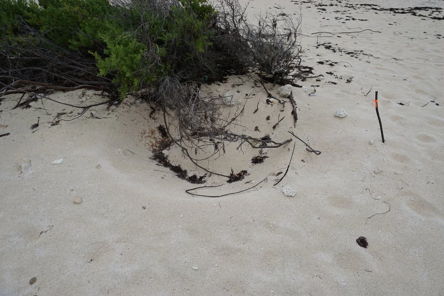 Cozumel Schildkröten Nester