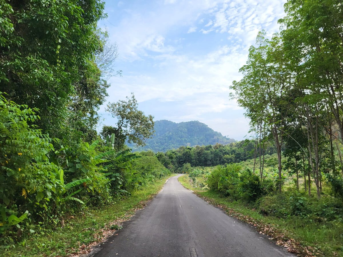 Leere Straße auf Koh Lanta Noi mit dichtem grünen Rand.