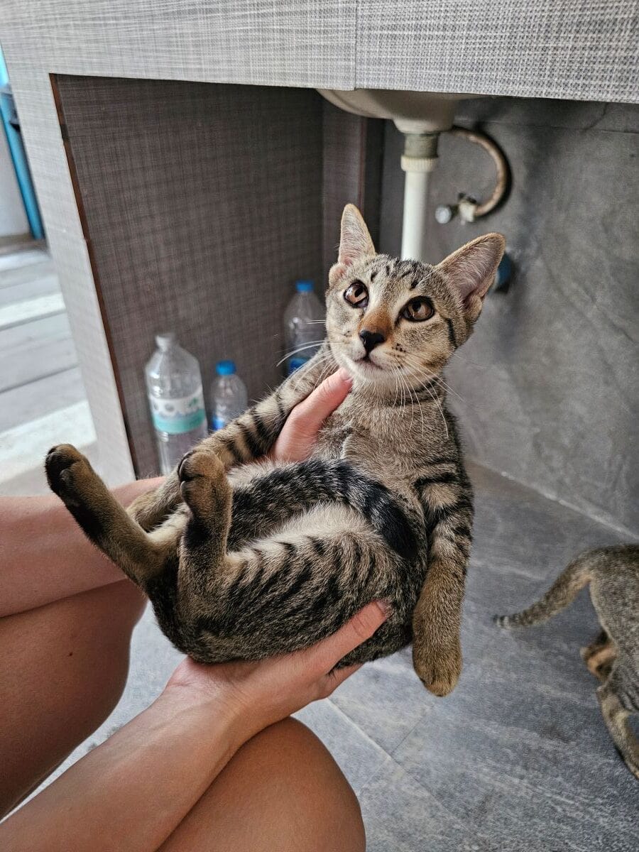 Housesitting in Thailand mit der süßesten Katze der Welt