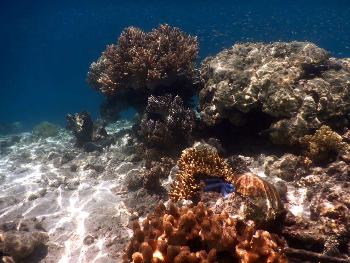 Weichkorallen und Hartkorallen beim Schnorcheln in Sulawesi bei klarem Wasser