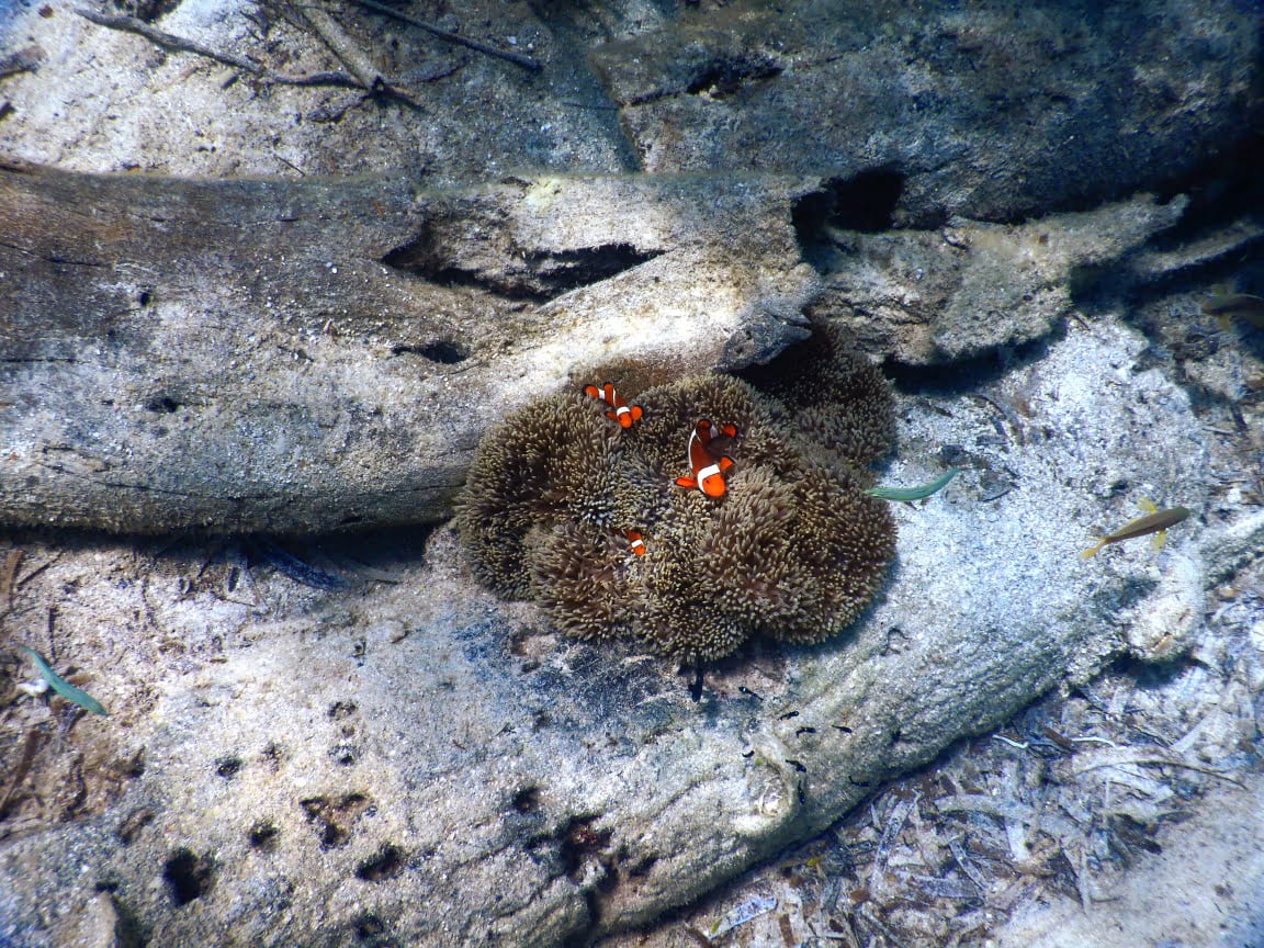 Anemonenfische "Nemo" beim Schnorcheln im Norden von Sulawesi