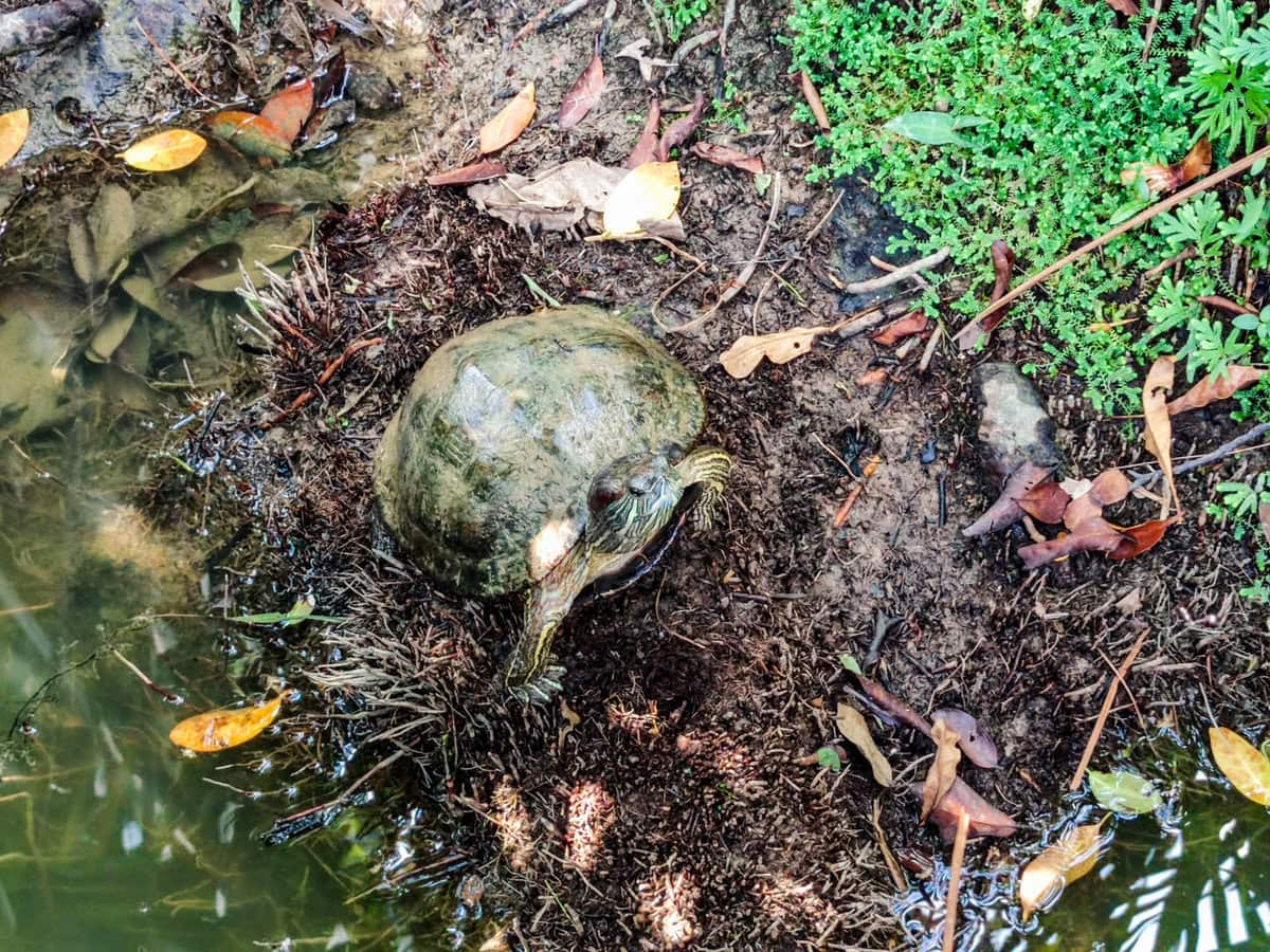 Schildkröte im botanischen Garten von Singapur