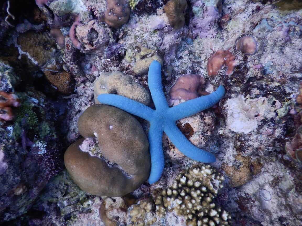 Blauer Seestern in der Celebes See in Indonesien vor Sulawesi