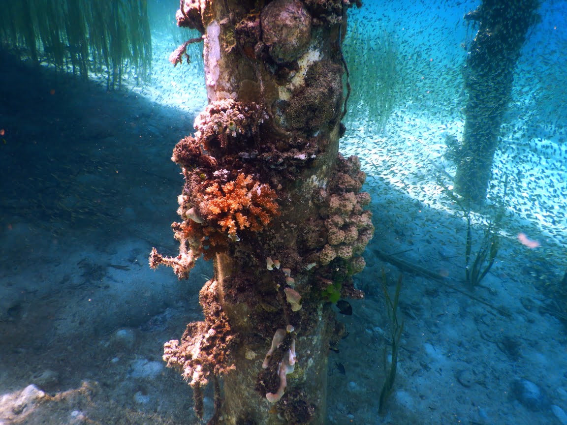 Unterwasser-Bewuchs an Pfeiler in der Celebes See beim Schnorcheln im Norden von Sulawesi