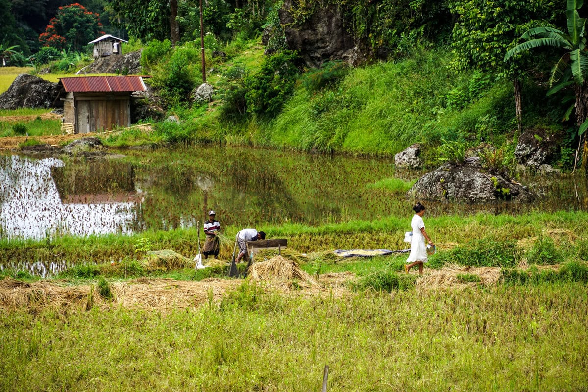 Reisanbau in Toraja bei Lemo