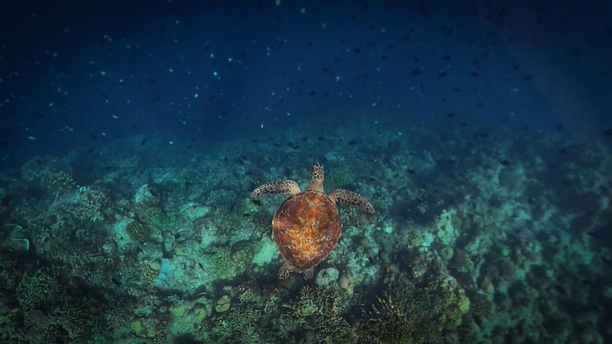 Schnorcheln mit Schildkröten auf Bunaken, Sulawesi