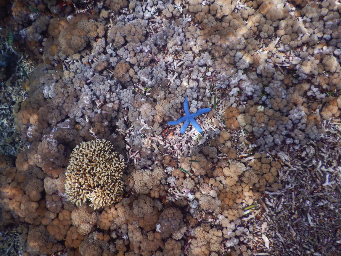 Blauer Seestern unter Wasser auf Gili Kondo in Lombok