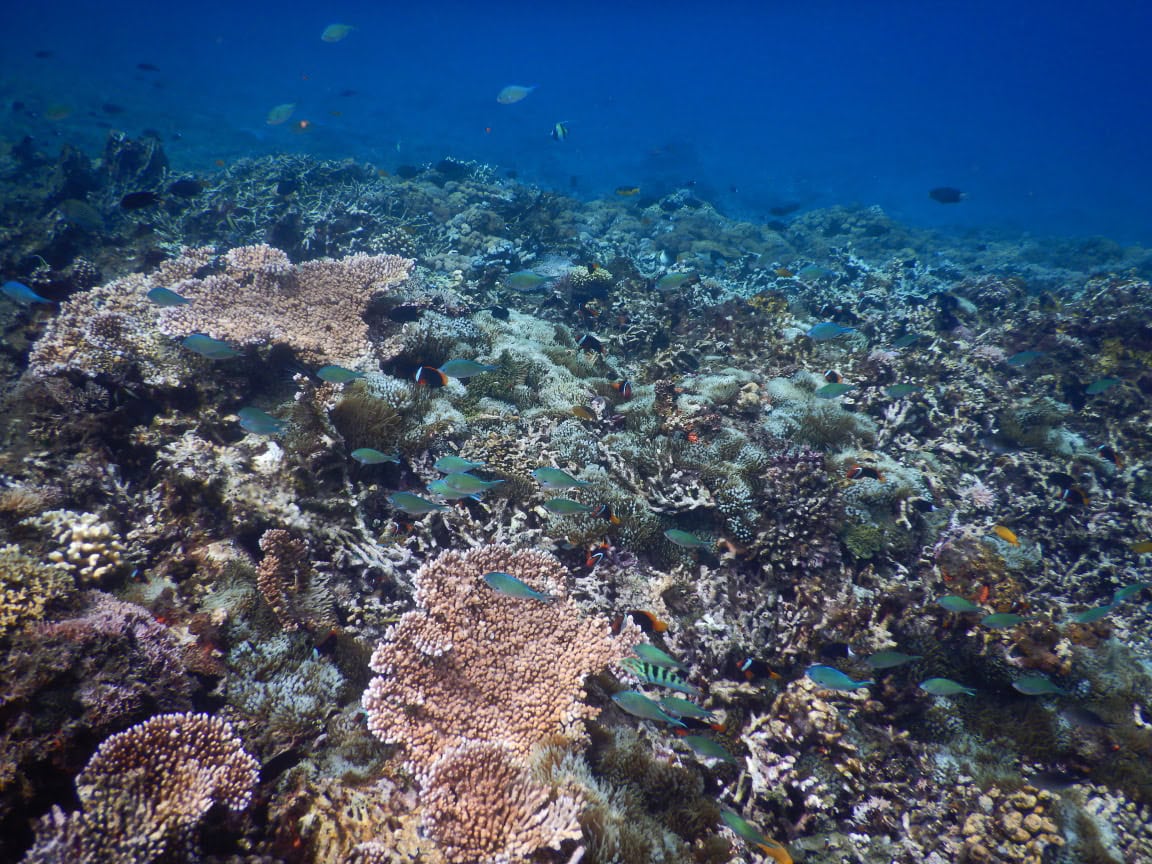 Schnorcheln auf Gili Kondo auf Lombok in Indonesien