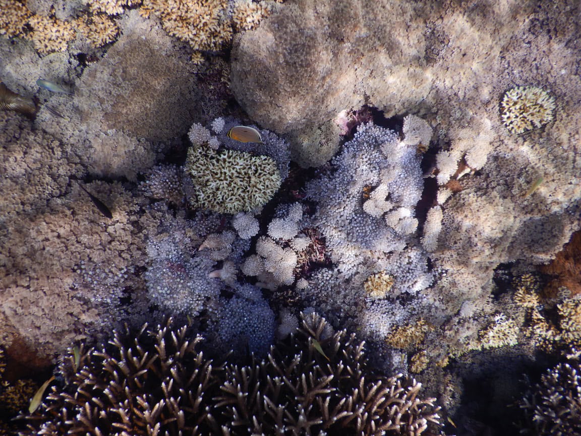 Gili Kondo Unterwasserwelt und Schnorcheln