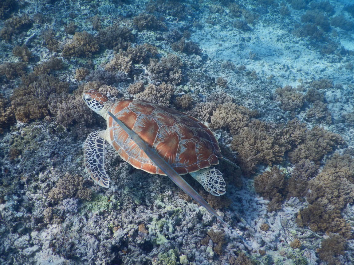 Schildkröte im indopazifischen Ozean bei Korallenriff