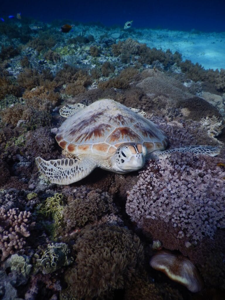 Schnorcheln mit Schildkröten auf Gili Trawangan