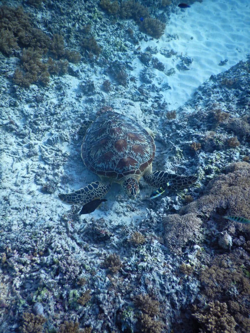 Schnorcheln mit einer Schildkröte bei Gili T, Indonesien