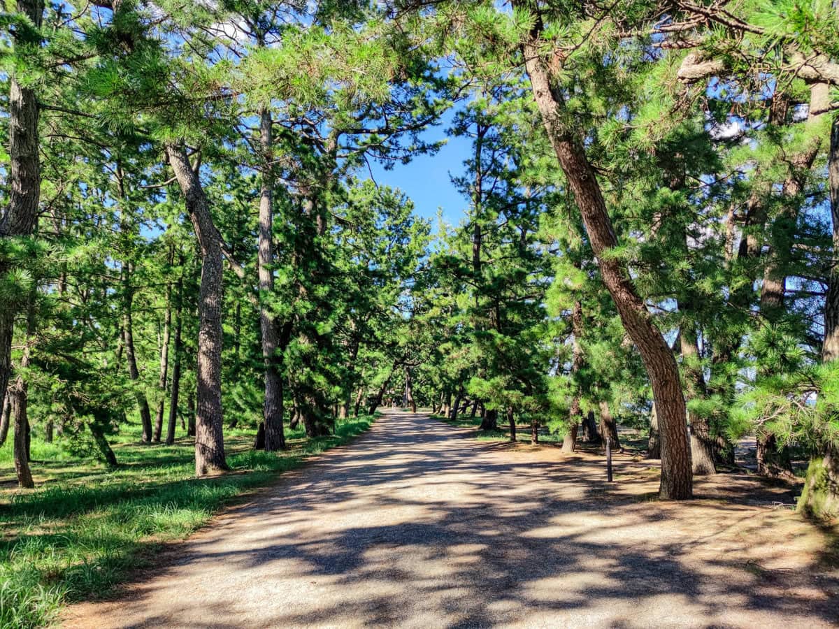 Fußweg durch den Kiefernwald von Amanohashidate