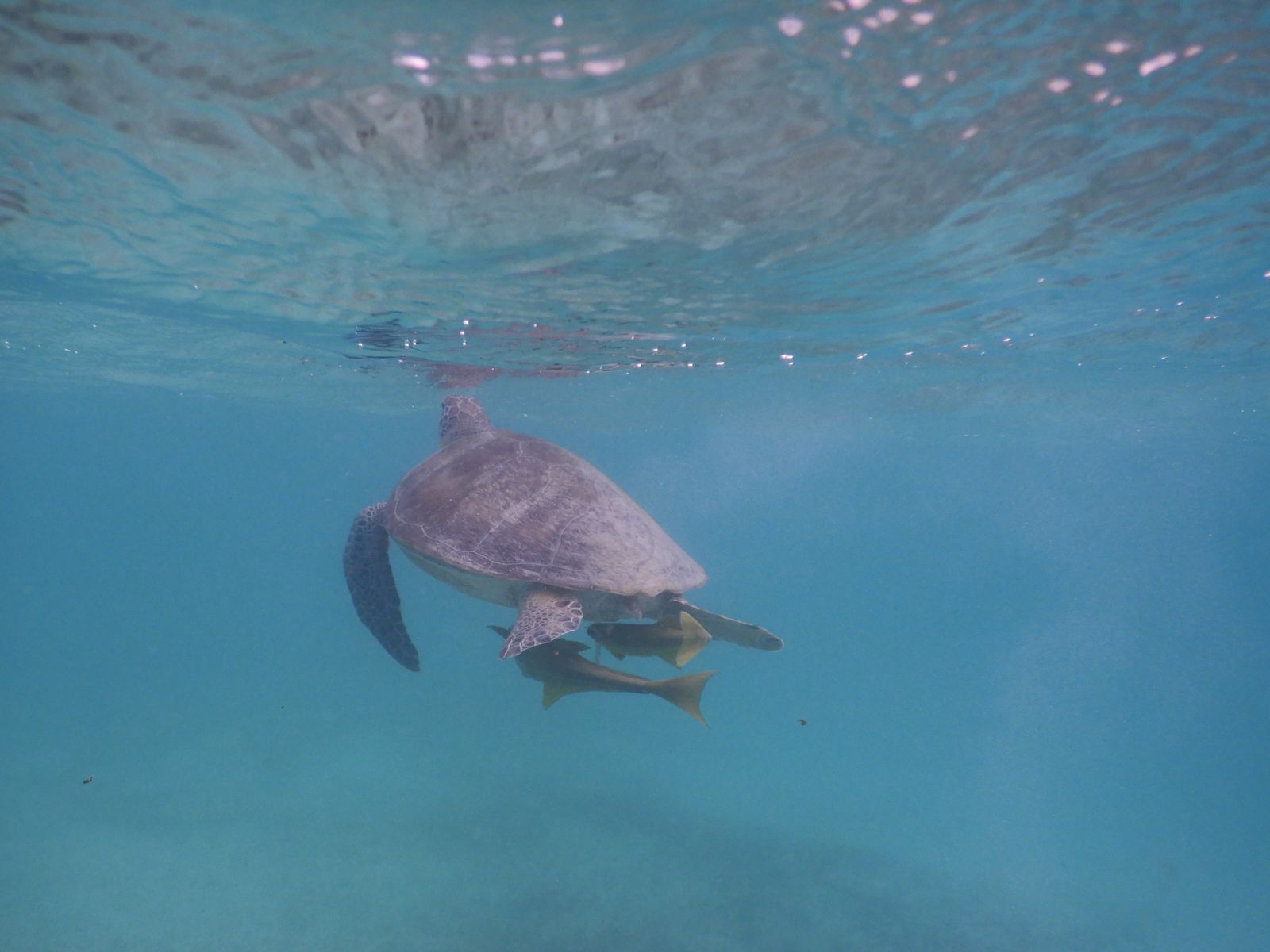 Schnorcheln mit Schildkröten in Akumal
