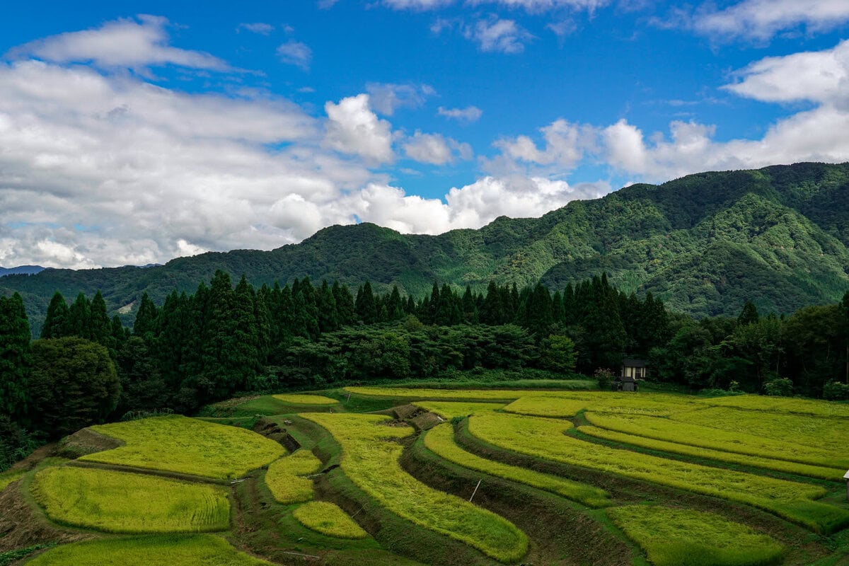 Reisterrassen von Ueyama in Japan