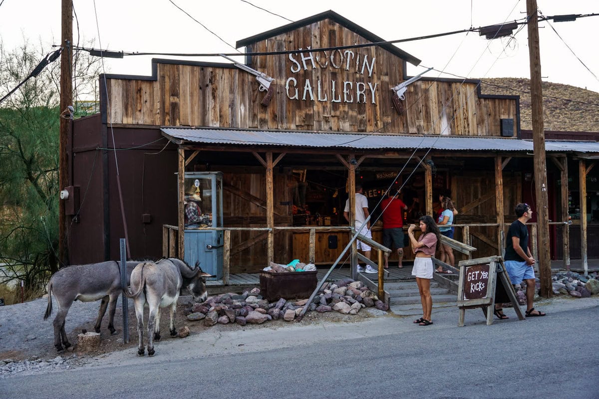 Wilde Esel in Oatman, Arizona