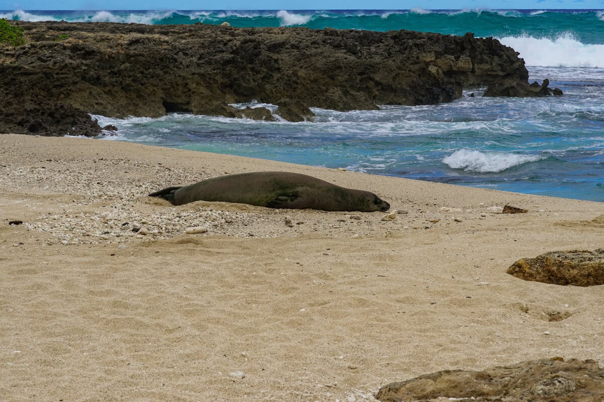Mönchsrobbe auf Oahu an der Nordküste auf dem Kaena Point Trail