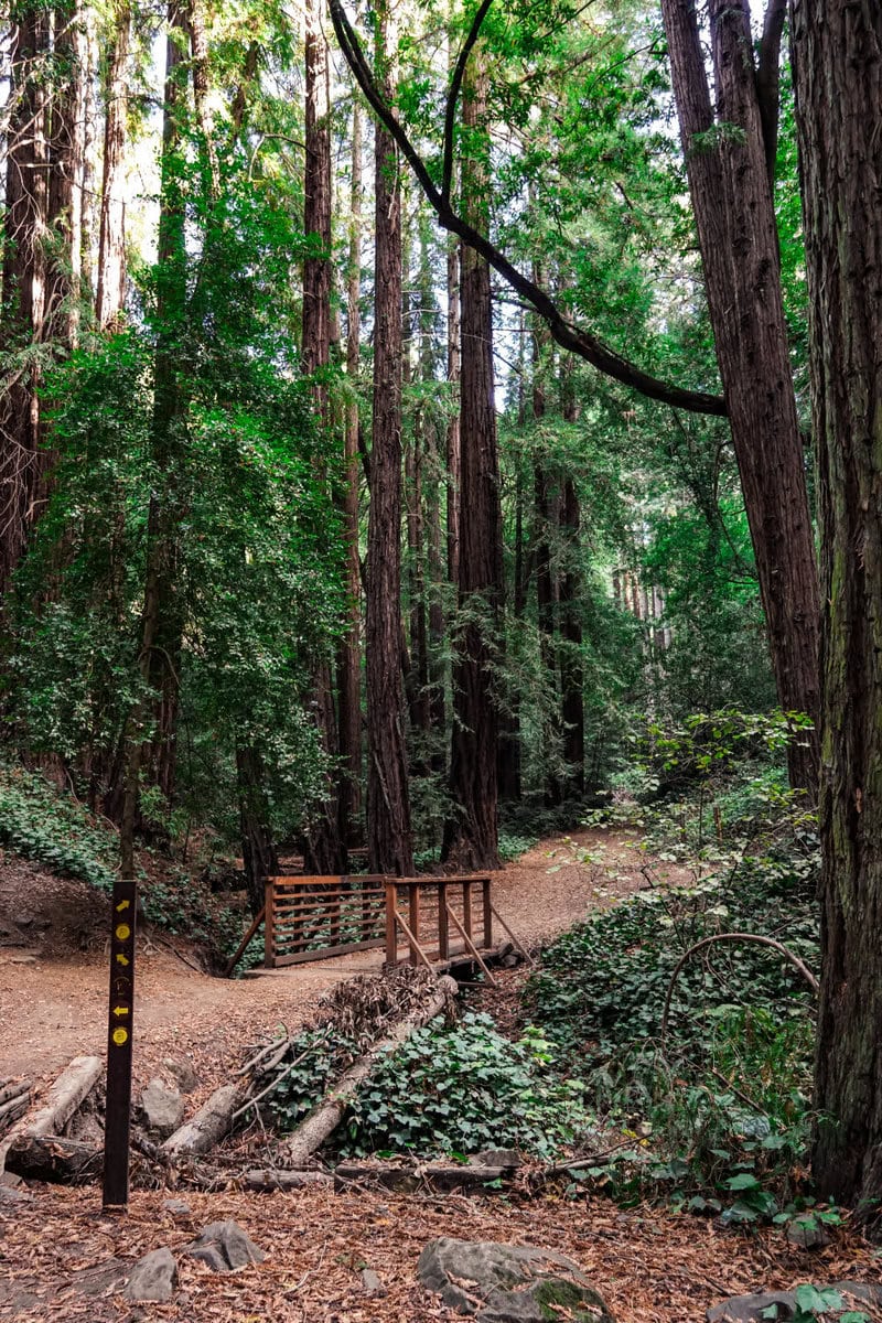 Redwood Park in Oakland bei San Francisco