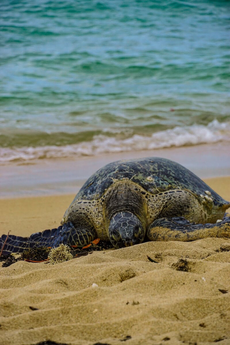 Schildkröte an Nordküste von Oahu