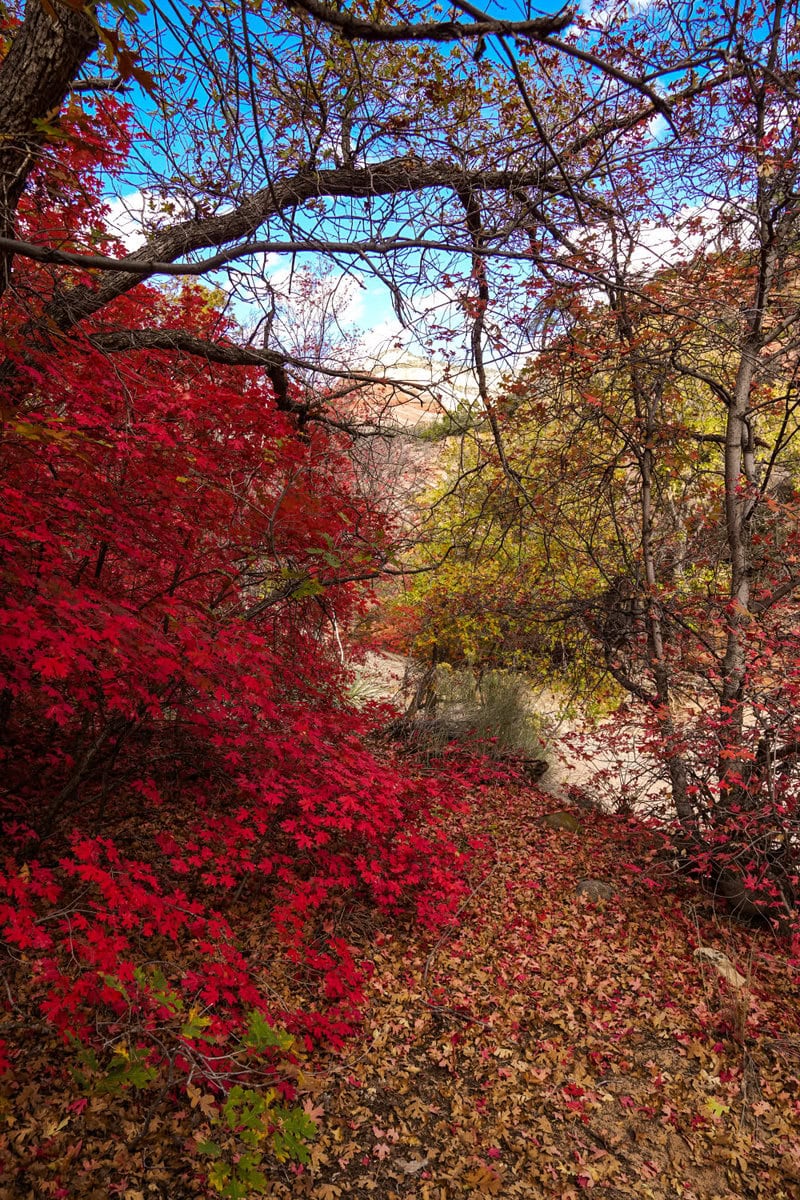 Herbst im Zion Nationalpark