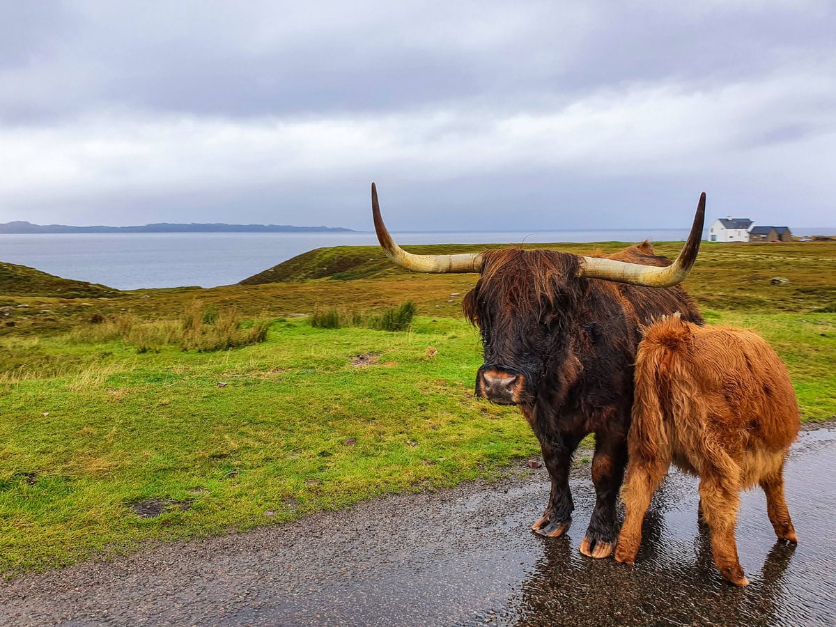 Tiere auf der Straße in Schottland: Was man beim Autofahren in Schottland beachten sollte