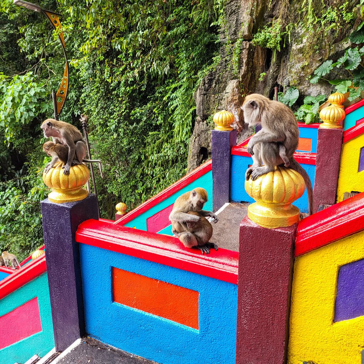 Affen an den Batu Caves in Kuala Lumpur