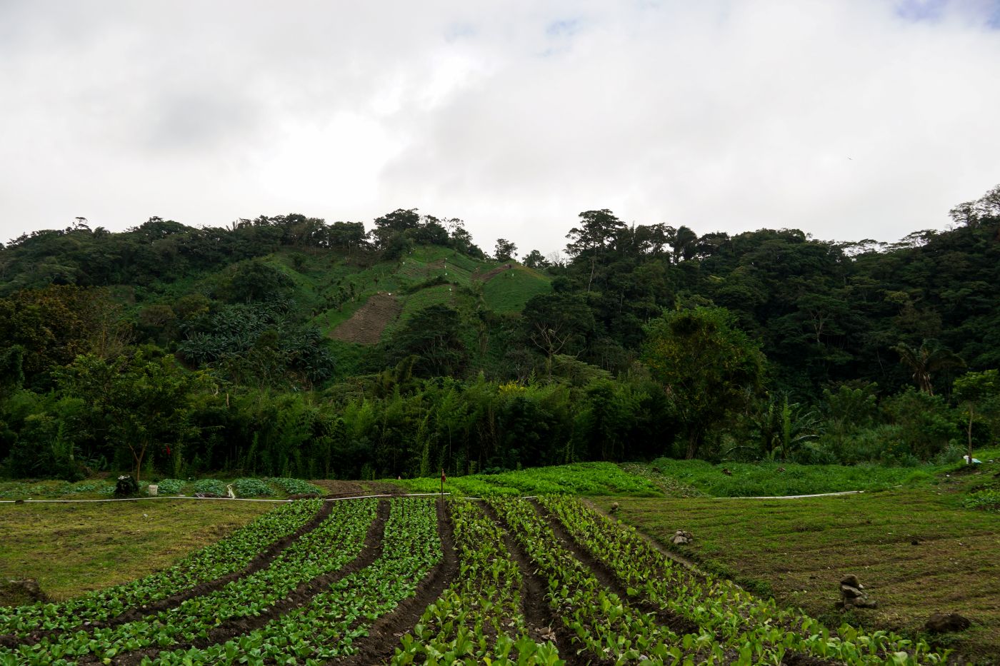 Kräuter und Gemüse-Anbau in El Valle de Anton in Panama