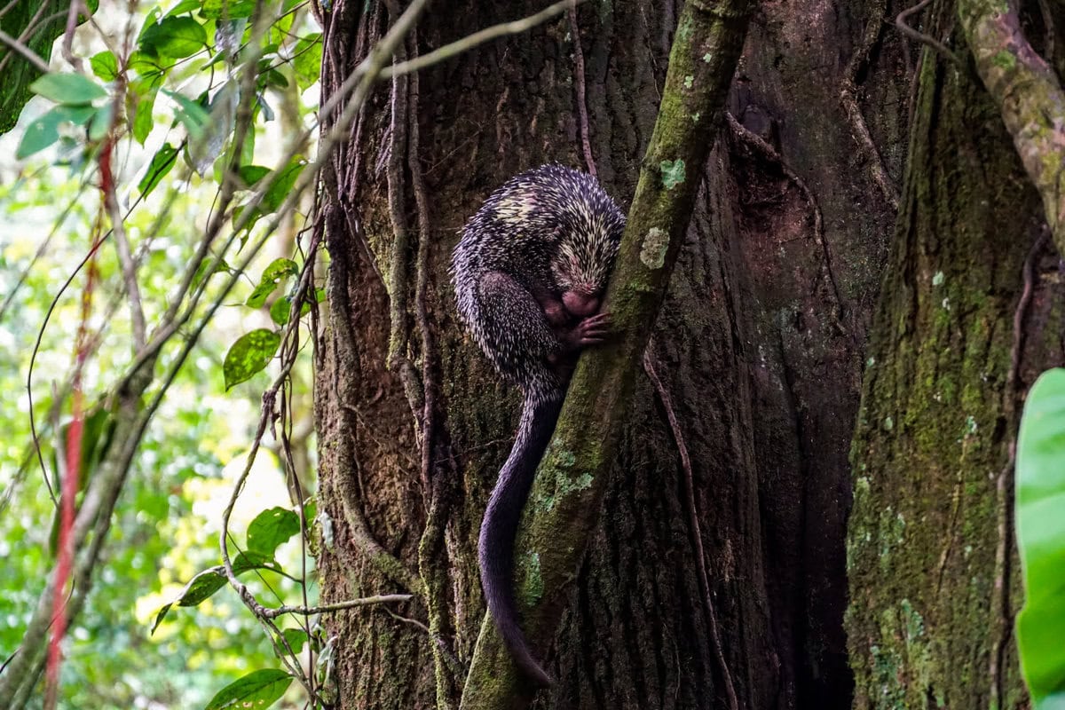 Stachelschwein im Dschungel von Panama in einem Baum sitzend bei El Valle de Anton