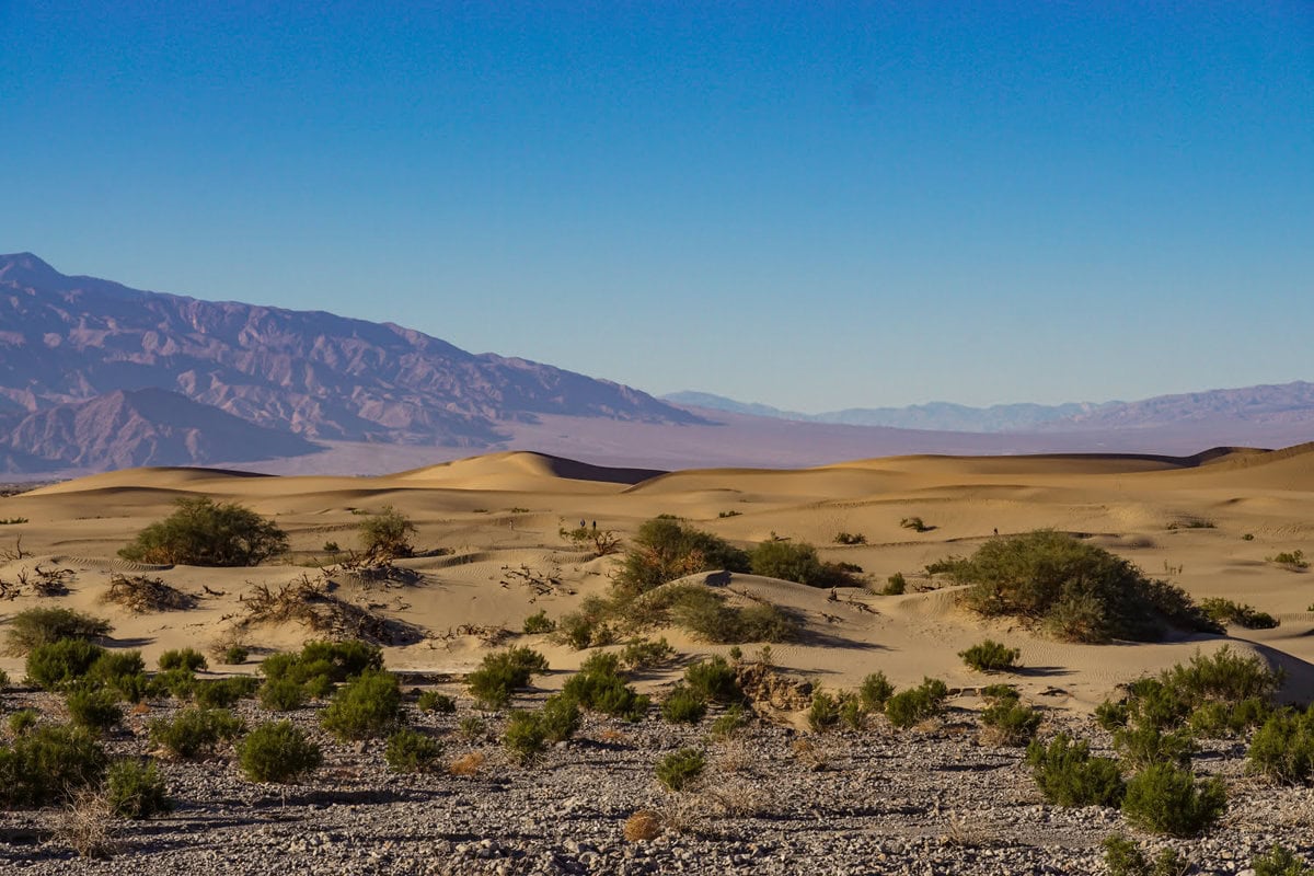 Sand und Sträucher: Das Devils Cornfield im Death Valley