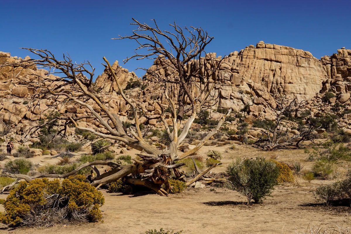 Im Inneren des Hidden Valley im Joshua Tree Nationalpark