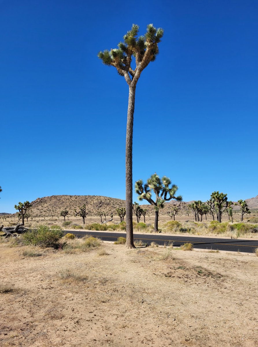 Höchster Joshua Tree im Nationalpark