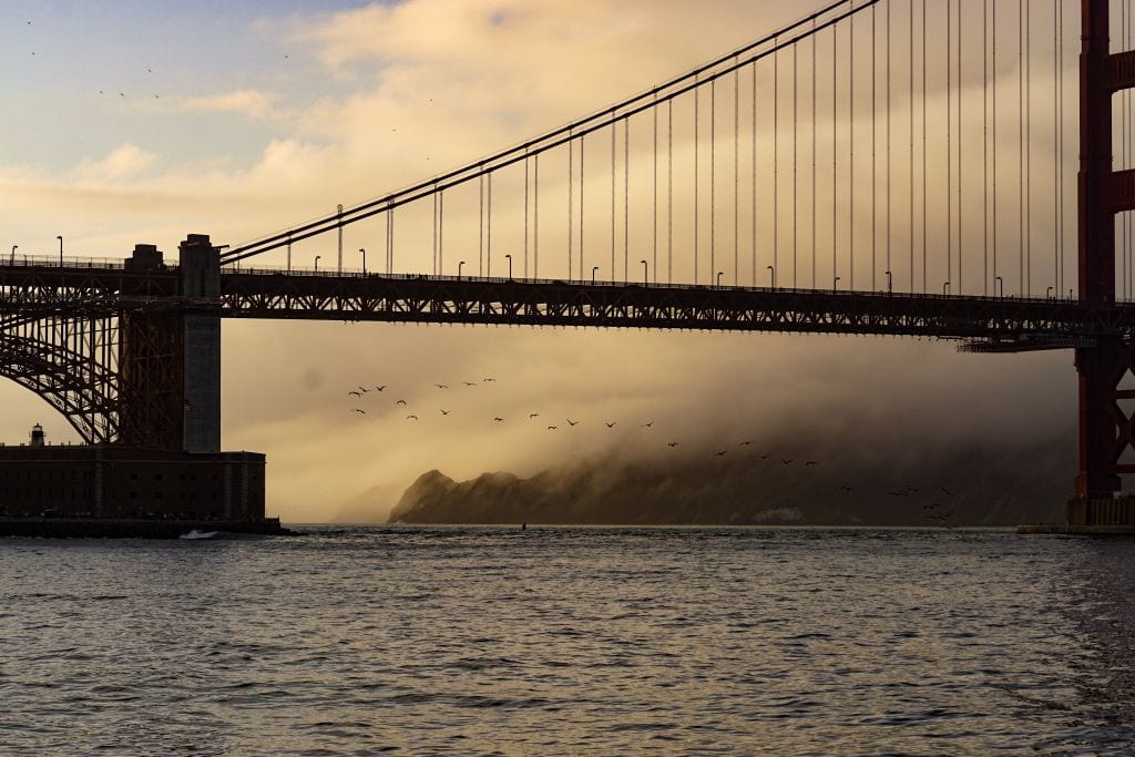 Pelikane fliegen vor der Golden Gate Bridge