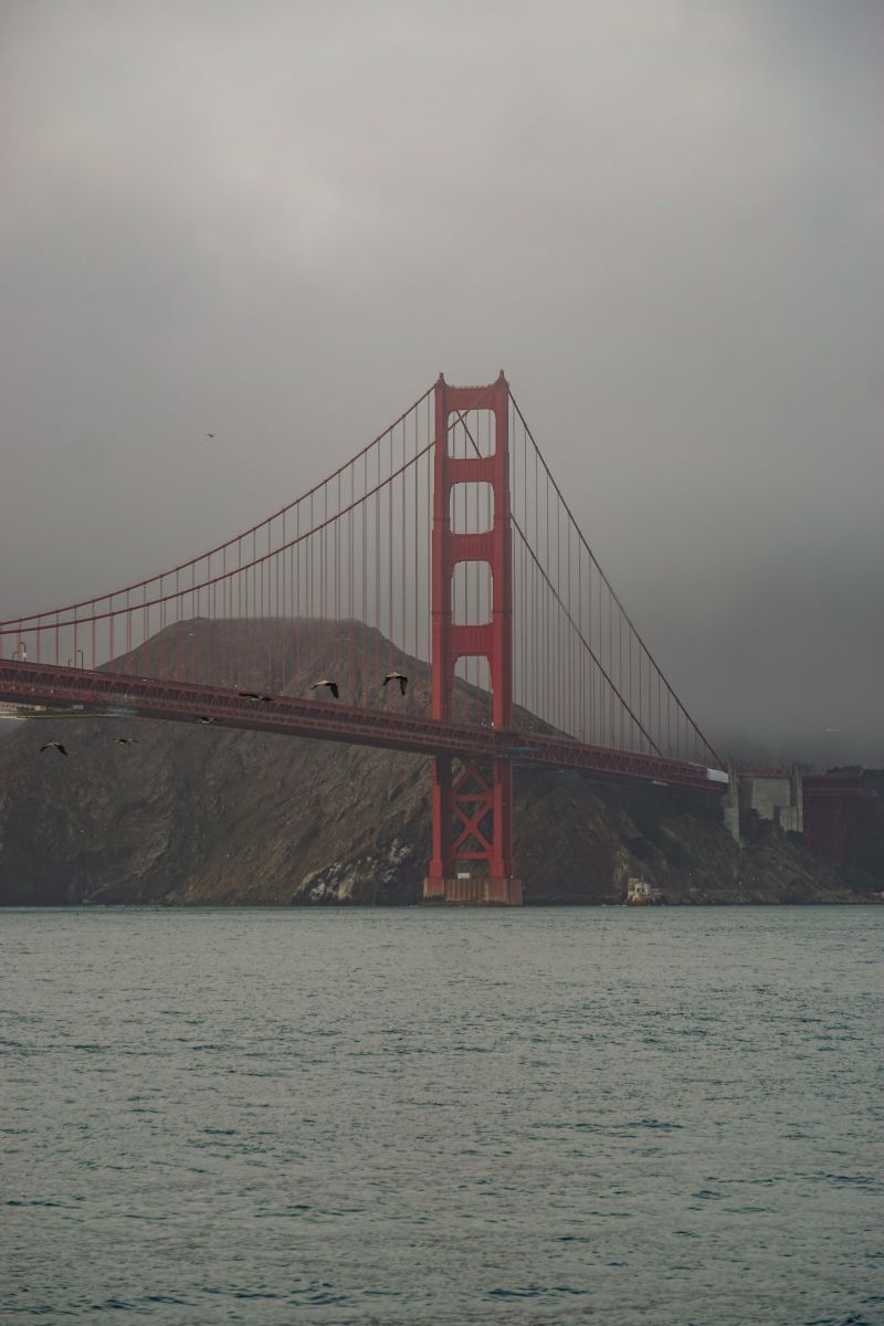 Pelikane fliegen vor der Golden Gate Bridge entlang