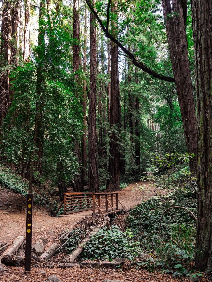 Sunset Trail in Oakland, mit großen Redwood Bäumen