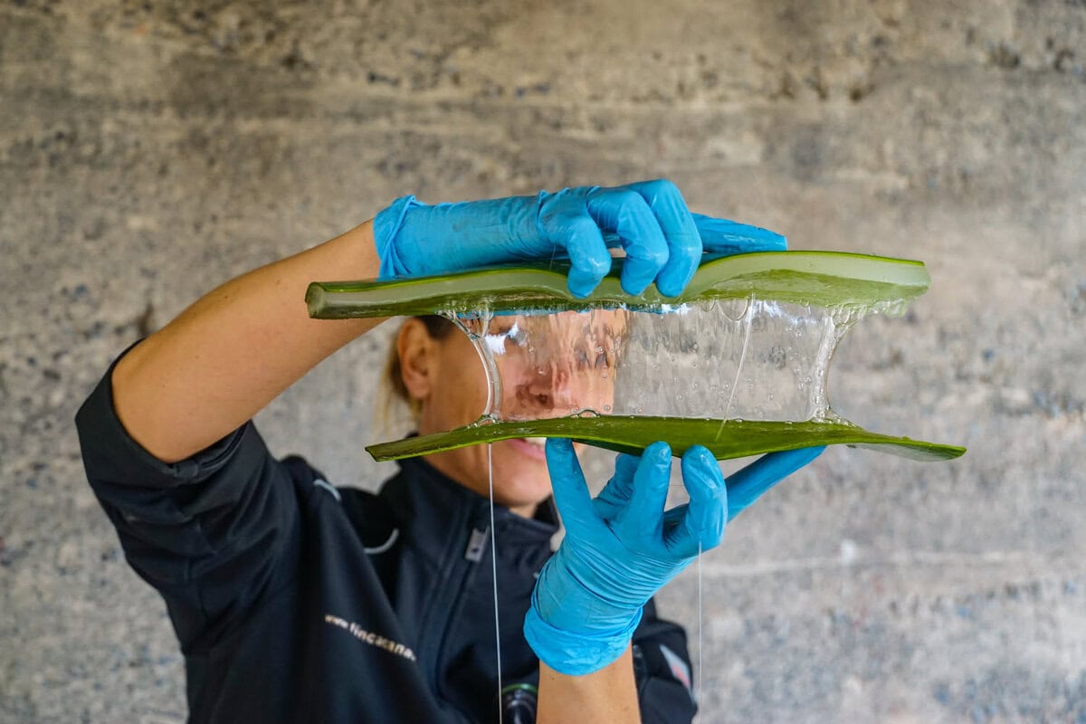 Aloe Vera Blatt Verarbeitung