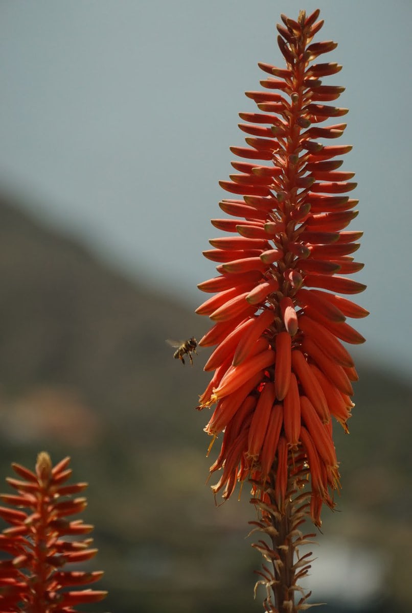 Bienen auf La Gomera