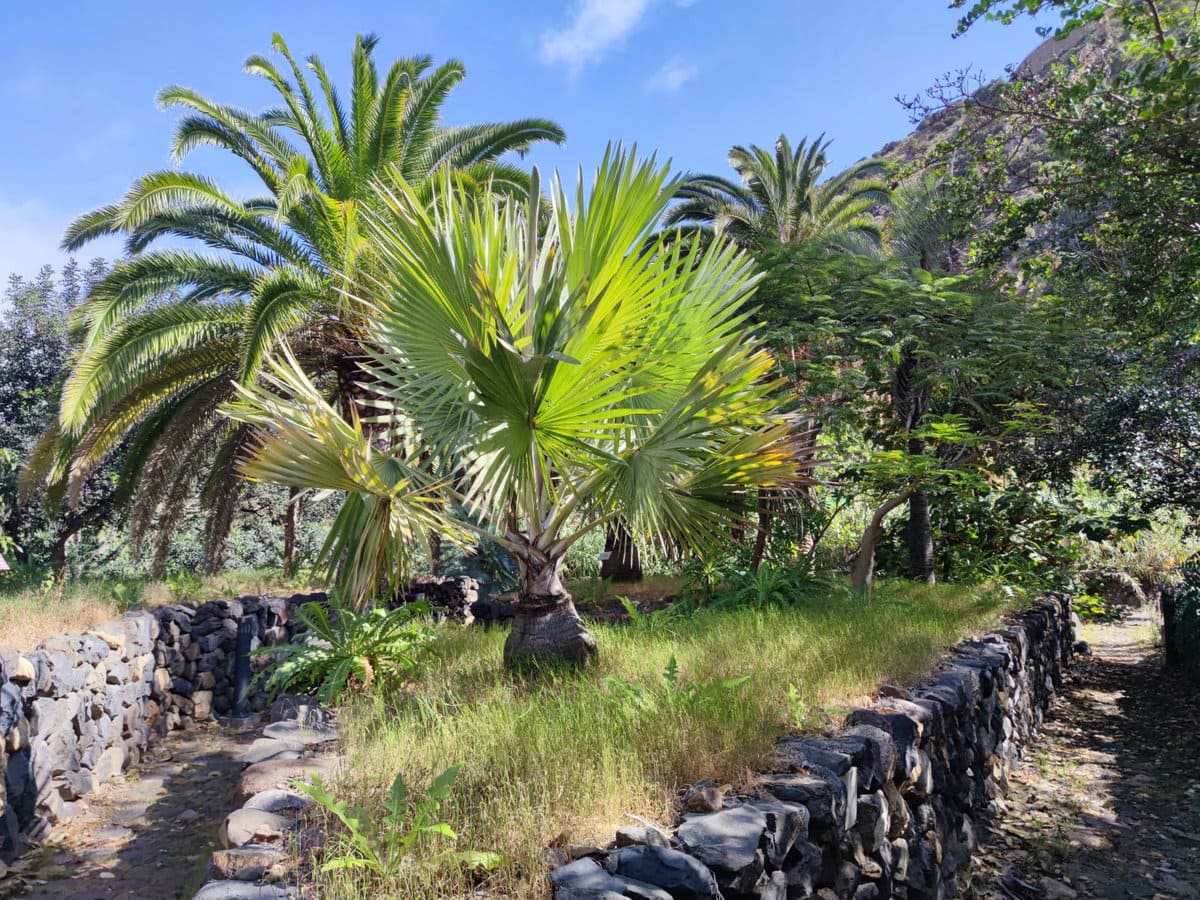 Botanischer Garten von Vallehermoso