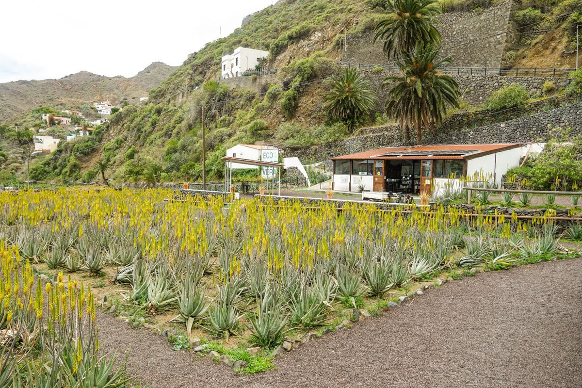 Finca Canarias Aloe Vera Farm auf La Gomera