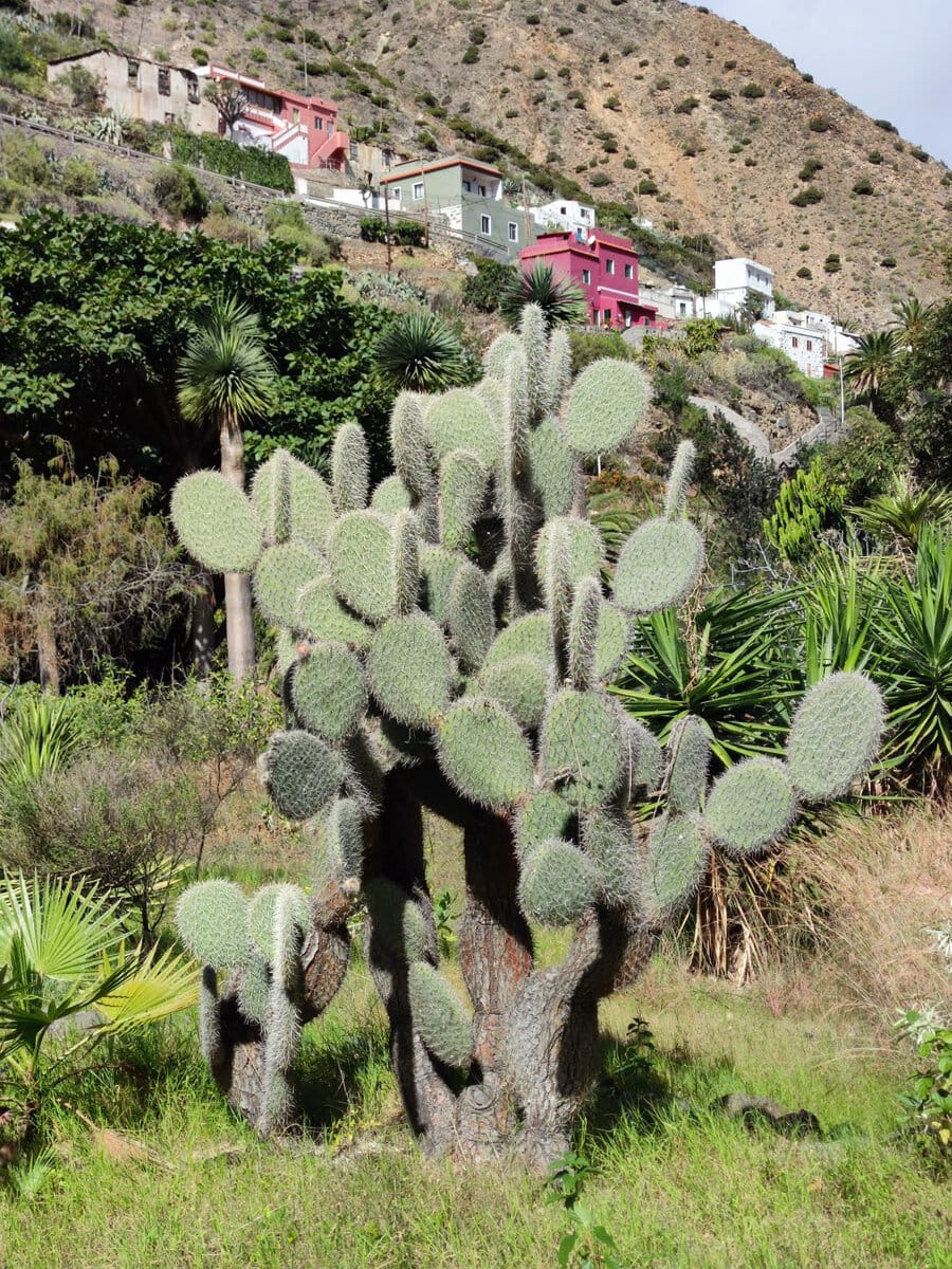 Kakteen und Agaven auf La Gomera mit gefährlichen Stacheln