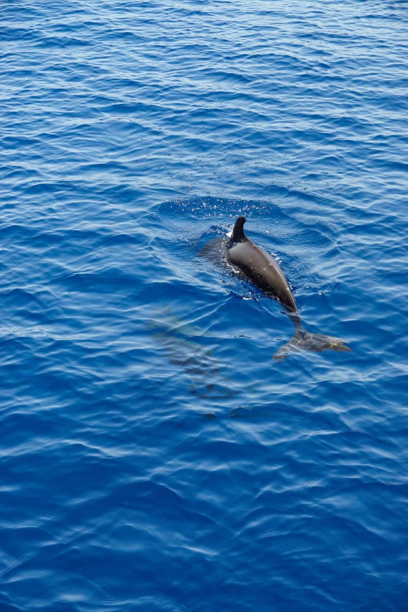Wal vor la Gomera auf unserer Whale Watching Tour