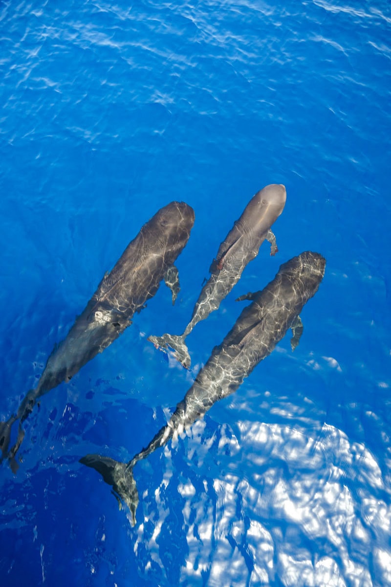 Wale sehen und beobachten auf den Kanaren und la Gomera