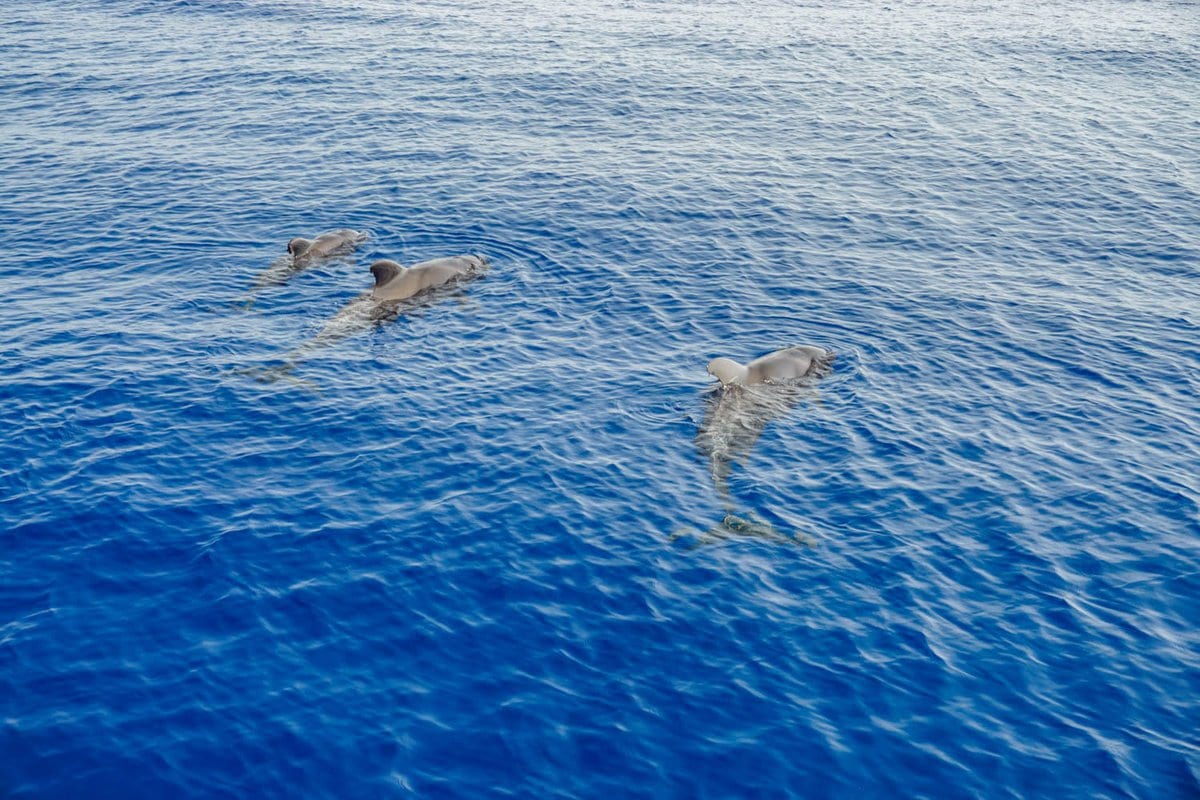 Tierschutz wird bei den Whale Watching Touren auf La Gomera sehr beachtet