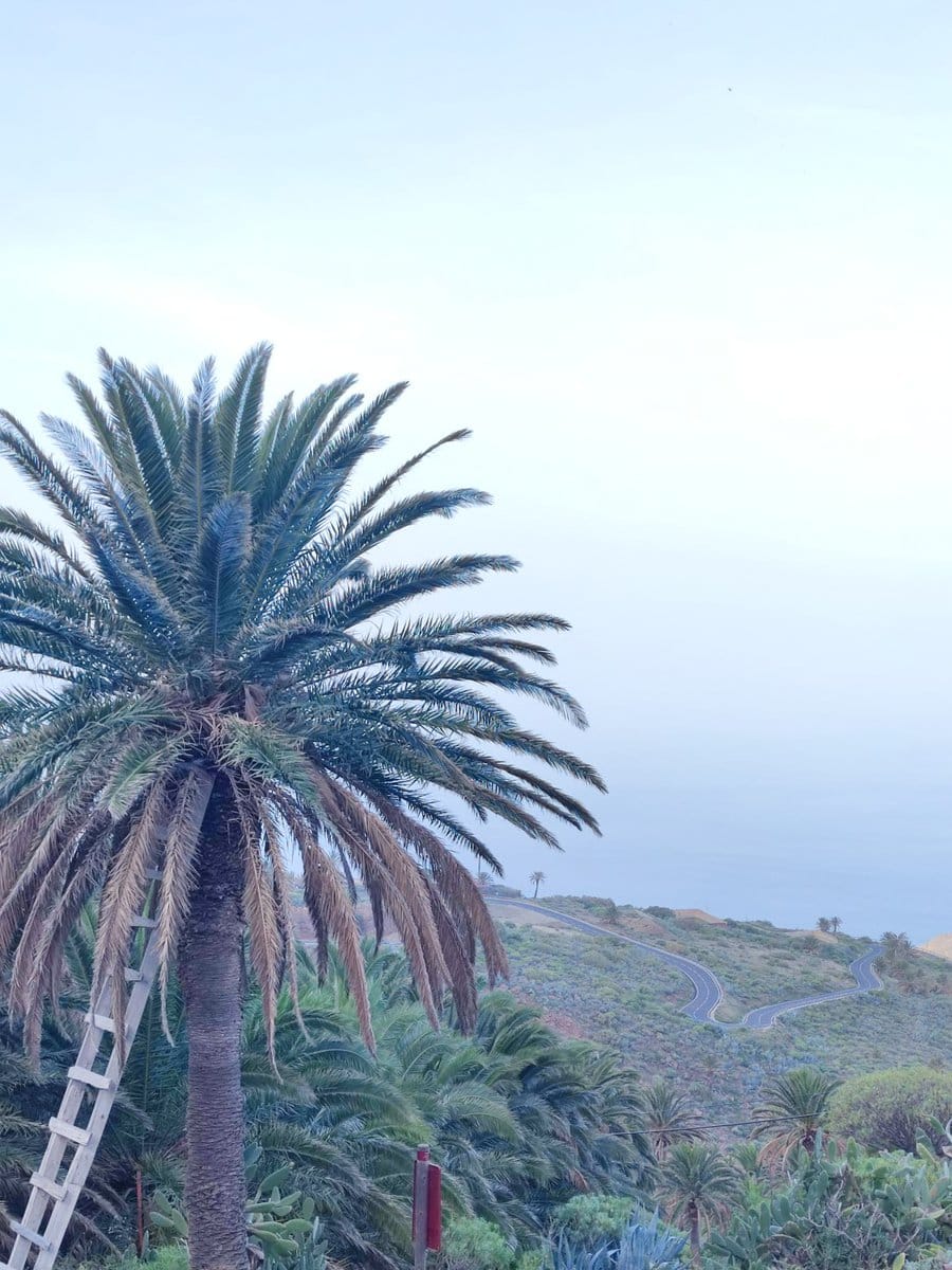 Palme auf La Gomera, welche lange Dornen und Stacheln besitzt