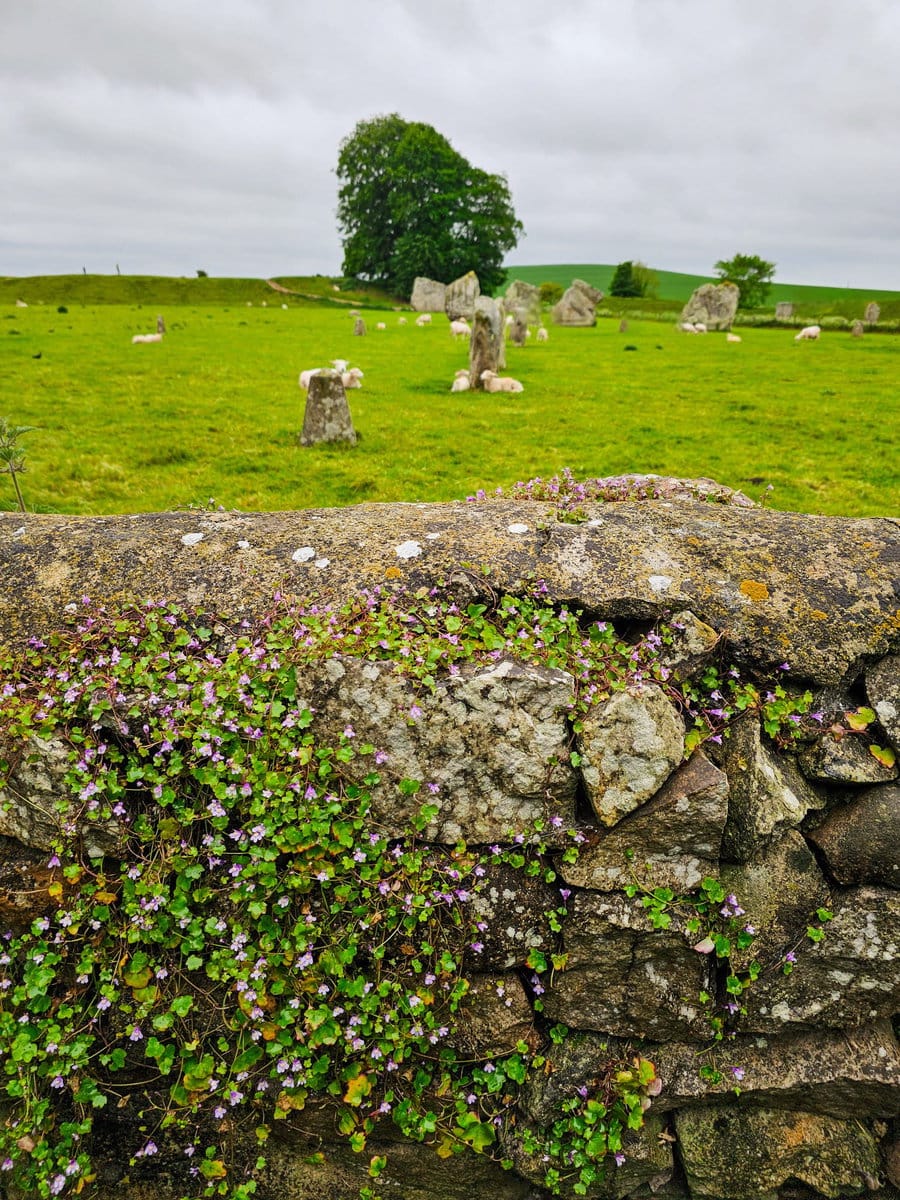 Avebury Henge mit Schafen